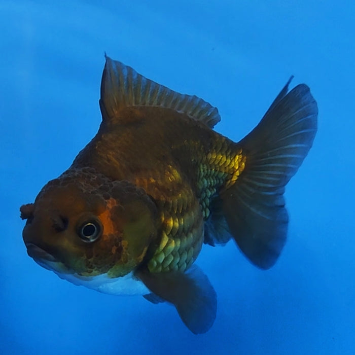 Live Fancy Goldfish Short Body Giant Breed Oranda 3.5 inch Body (CCC-120)R1B05