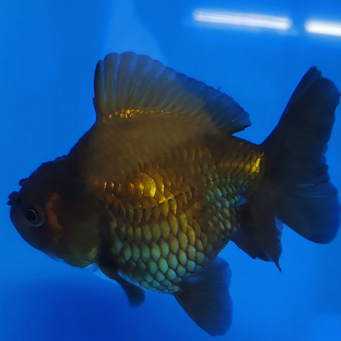 Live Fancy Goldfish Short Body Giant Breed Oranda 3.5 inch Body (CCC-120)R1B05