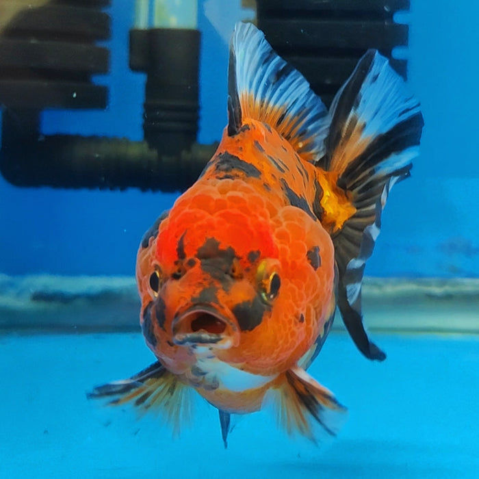 Live Fancy Goldfish Short Body Tiger Oranda 3.5 inch Body (CCC-121)R1B05