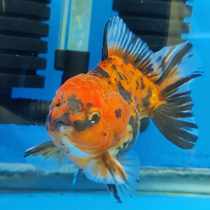 Live Fancy Goldfish Short Body Tiger Oranda 3.5 inch Body (CCC-121)R1B05