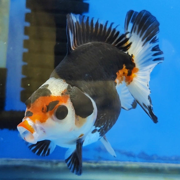 Live Fancy Goldfish Short Body Tri-color Oranda 4 inch Body (CCC-122)R1B05