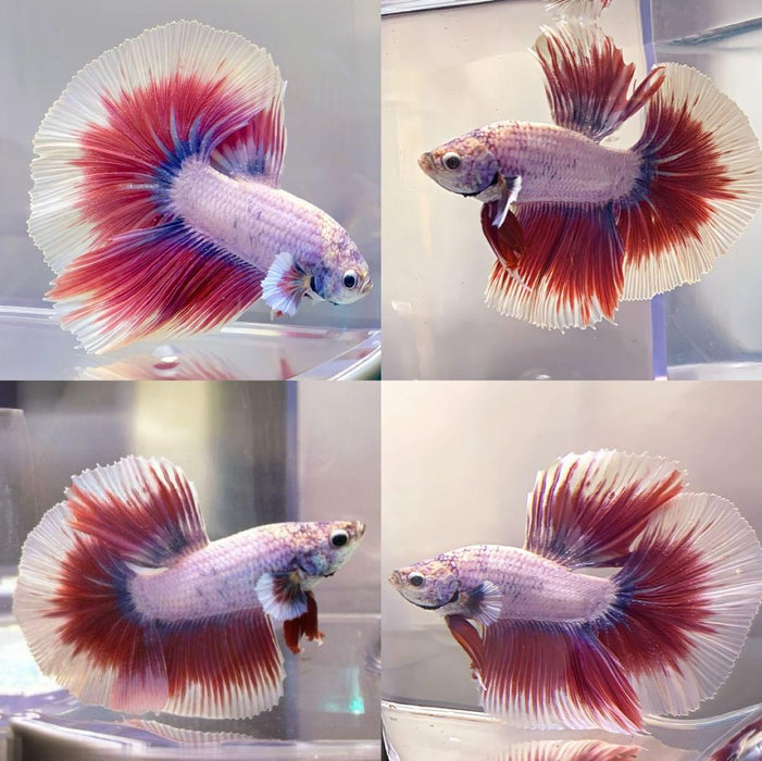 Fancy Salamander Butterfly Ear Mohawk Feather Tail Halfmoon Rosetail Male Betta (LLL-1027) What you see is what you get!