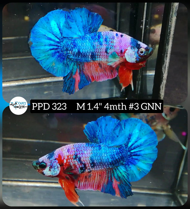 H Live Male Betta Fancy Marble High Quality grade (PPD-323) What you see What you get