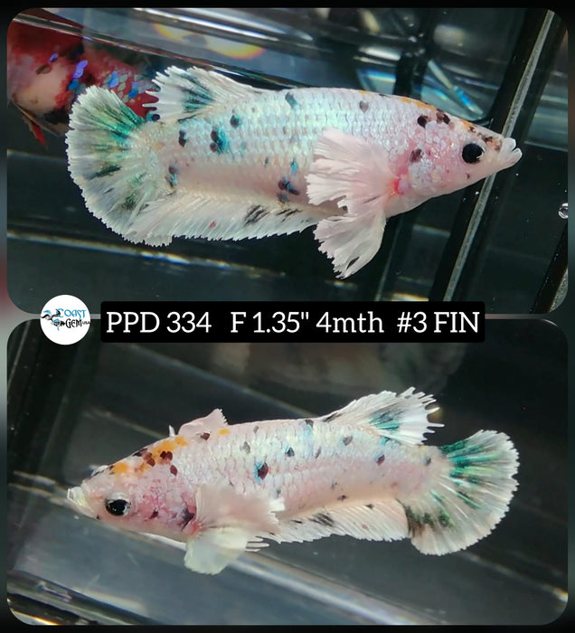 H Live Female Betta Green marble polkadot Dumbo Plakat High Quality grade (PPD-334) What you see What you get