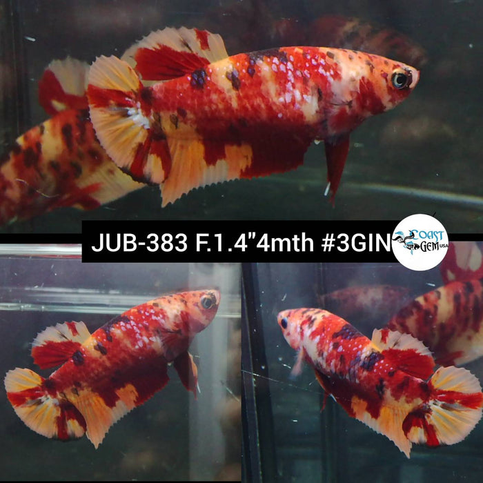 X Live Female Betta Fire Classic Nemo Plakad (JUB-383) What you see What you get