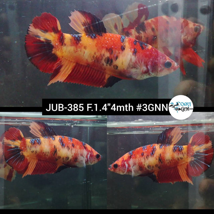 H Live Female Betta Nemo Koi Plakad (JUB-385) What you see What you get