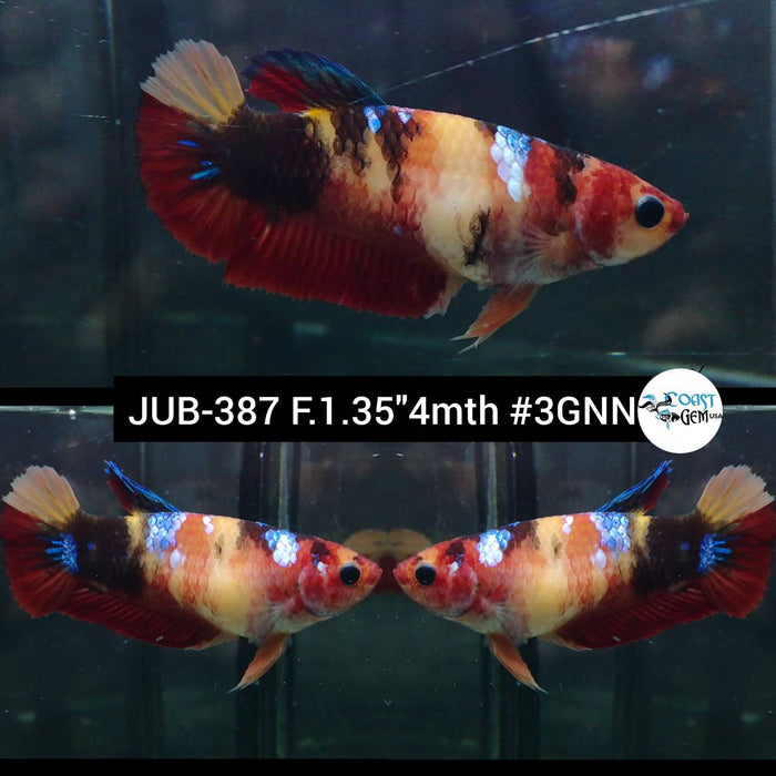 Live Female Betta Nemo Koi Plakad (JUB-387) What you see What you get