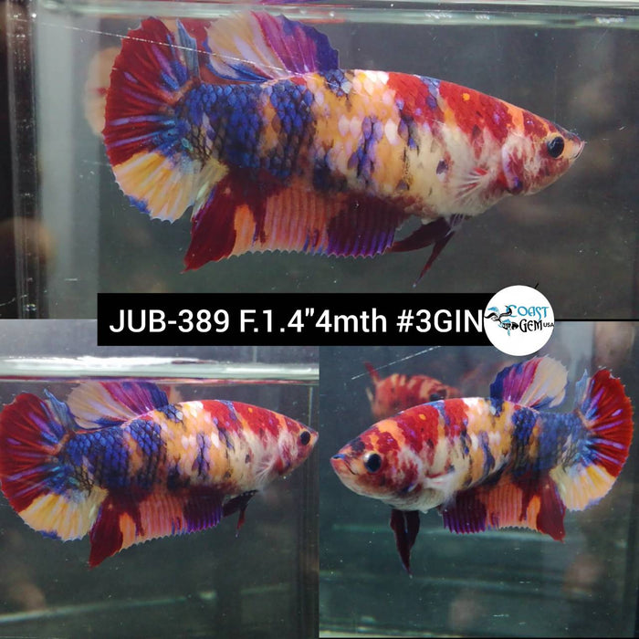 H Live Female Betta Candy Multi-Colors Plakad (JUB-389) What you see What you get