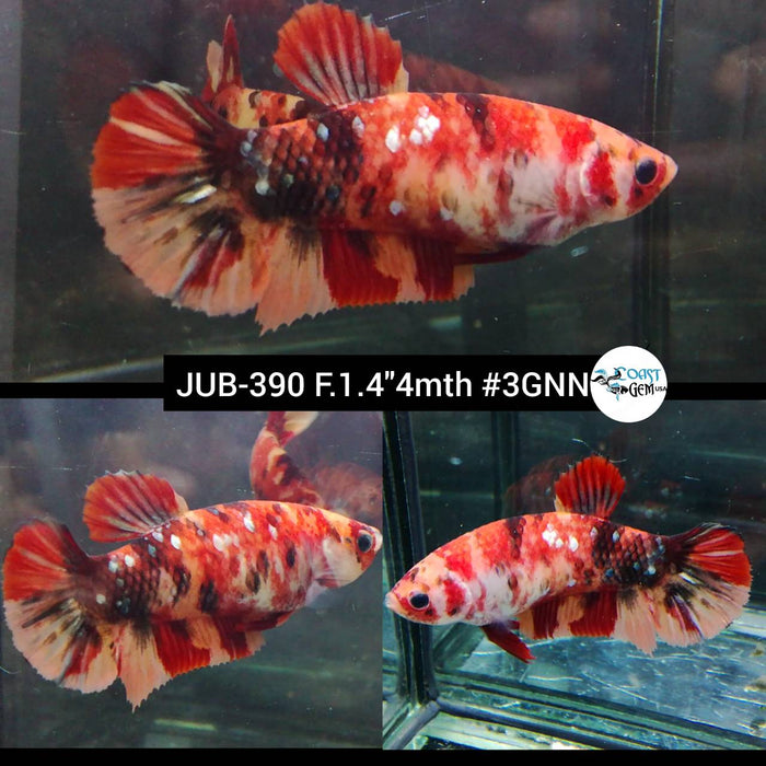 Live Female Betta Classic Nemo Koi Plakad (JUB-390) What you see What you get