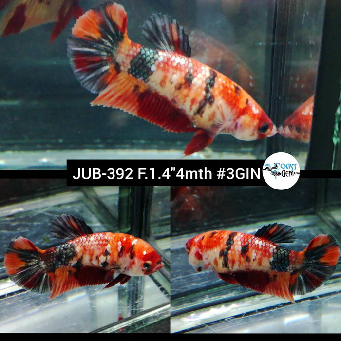 H Live Female Betta Copper Nemo Koi Metallic Plakad (JUB-392) What you see What you get