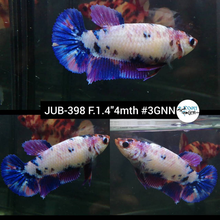 X Live Female Betta Violet Candy Plakad (JUB-398) What you see What you get