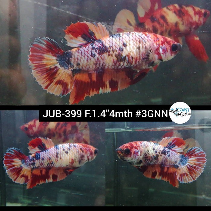 H Live Female Betta Candy Nemo Plakad (JUB-399) What you see What you get