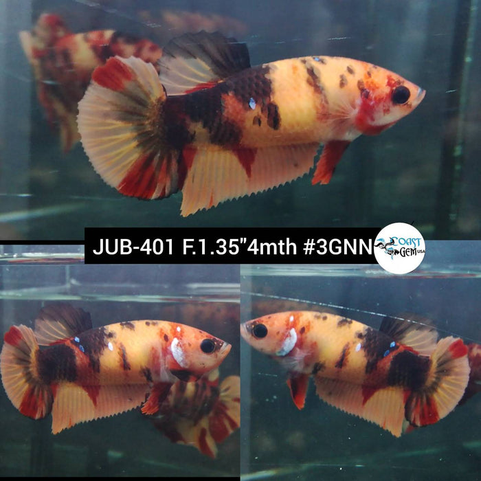 Live Female Betta Classic Nemo Plakad (JUB-401) What you see What you get