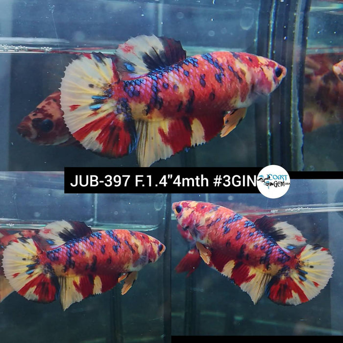 H Live Female Betta Nemo Galaxy Koi Plakad (JUB-397) What you see What you get