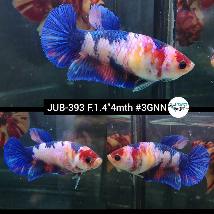 H Live Female Betta Fancy Koi marble Plakad (JUB-393) What you see What you get