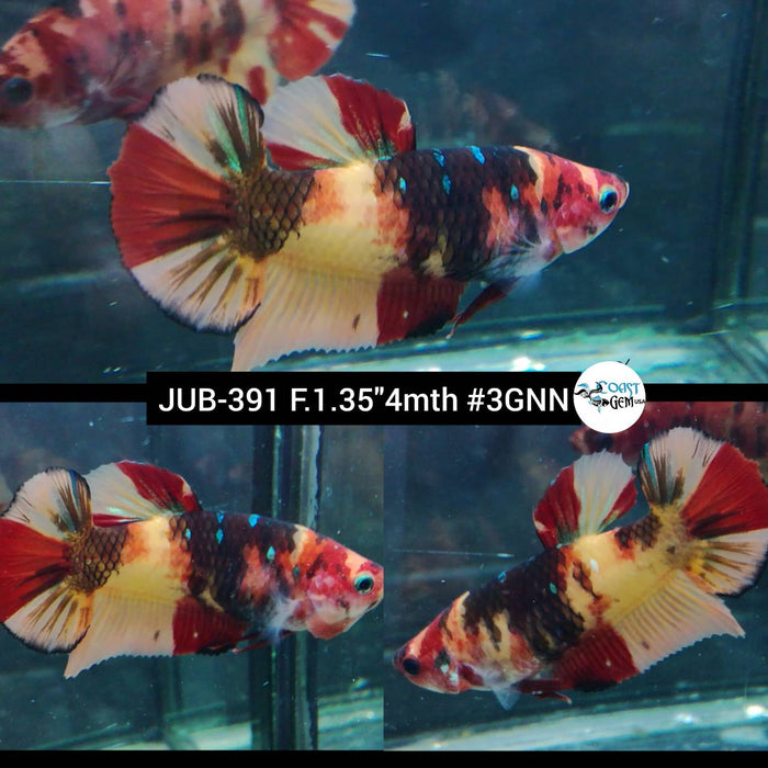 H Live Female Betta Nemo Koi Plakad (JUB-391) What you see What you get