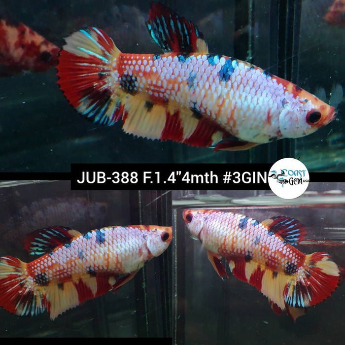 H Live Female Betta Candy Nemo Plakad (JUB-388) What you see What you get