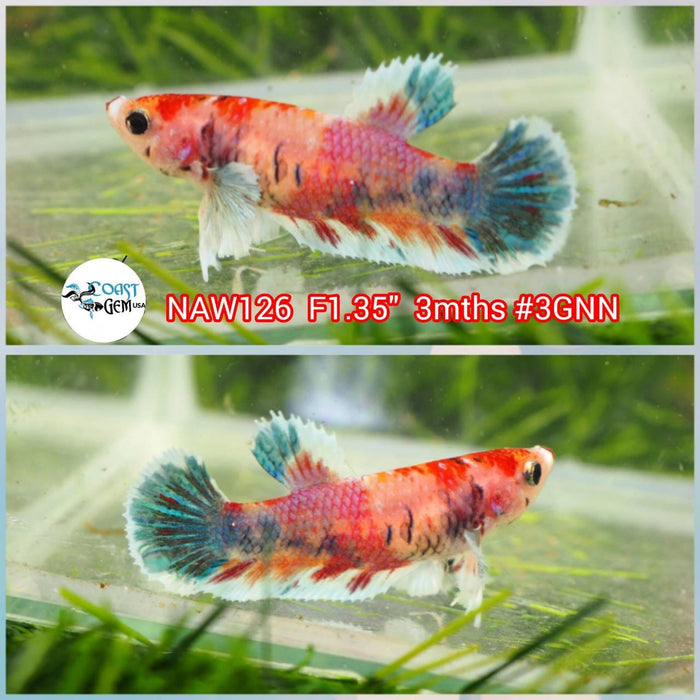 H Live Female Betta Candy Dumbo Plakat S110 (NAW-126) What you see What you get