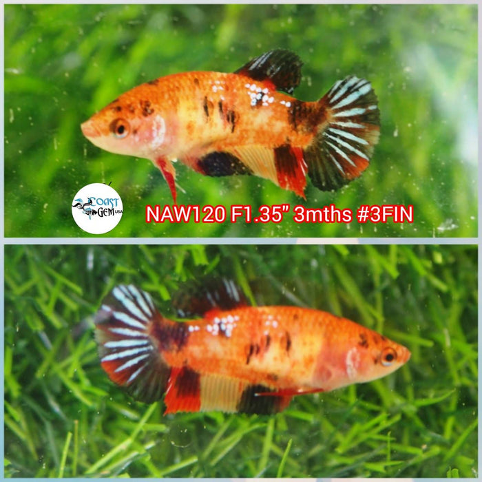 X Live Female Betta Orange Black Koi Plakat (NAW-120) What you see What you get