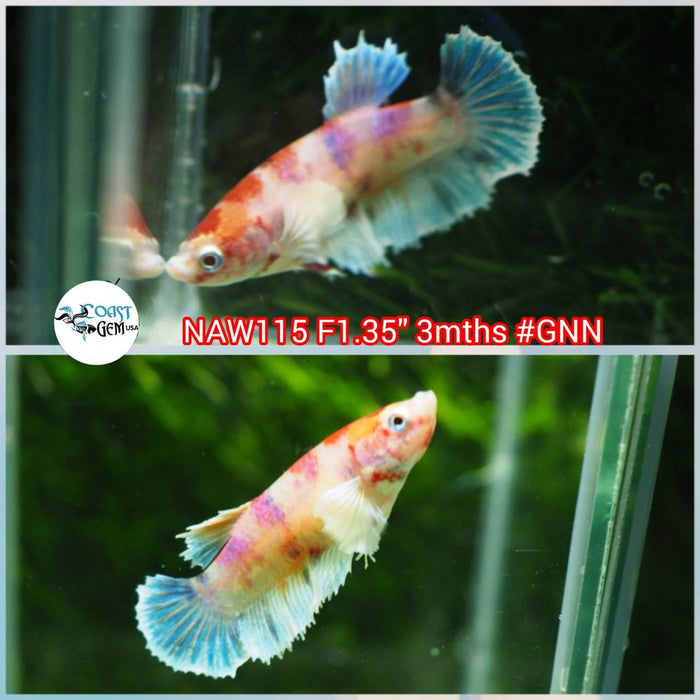 H Live Female Betta Candy Koi Dumbo Plakat (NAW-115) What you see What you get