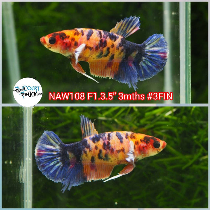 Live Female Betta Fancy Nemo Plakat (NAW-108) What you see What you get