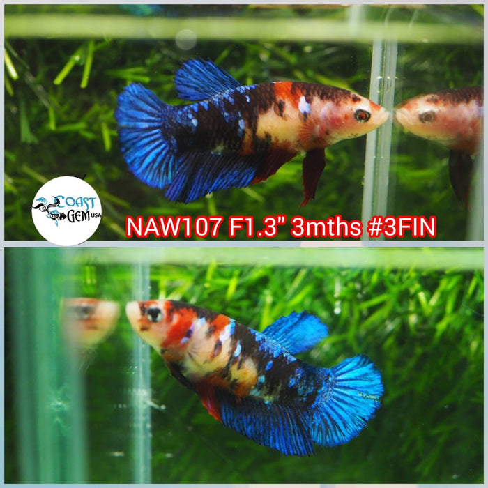 H Live Female Betta Galaxy Koi Plakat (NAW-107) What you see What you get