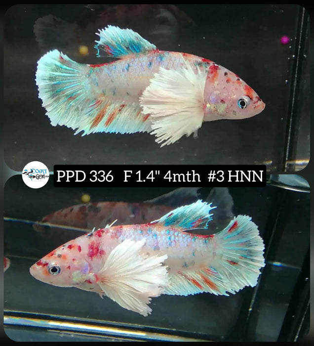 H Live Female Betta Candy Koi Dumbo Big ear Plakat High Quality grade (PPD-336) What you see What you get