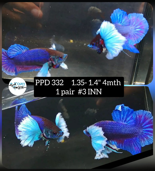 Live Betta 1Pair Blue marble Dumbo Big Ear Plakat High Quality grade (PPD-332) What you see What you get