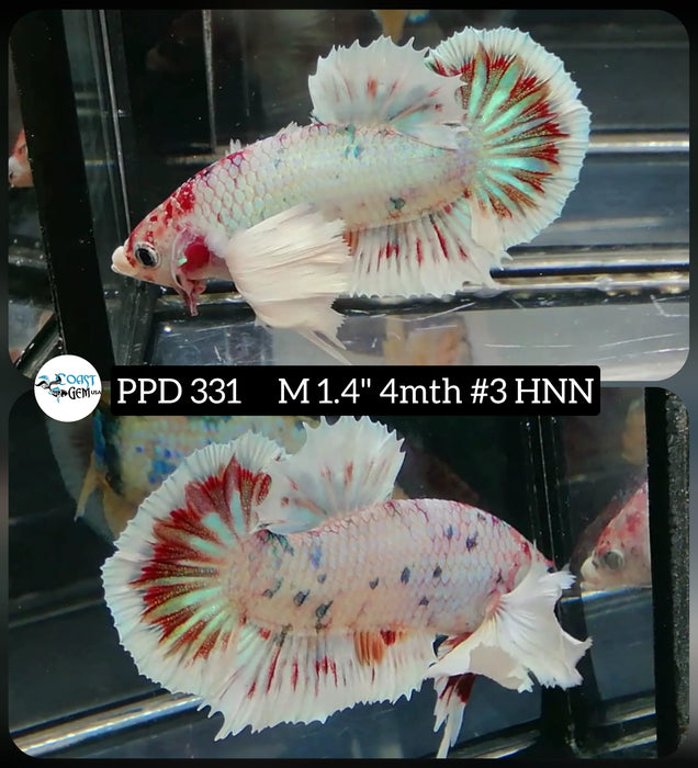 Live Male Betta Candy Copper Koi Dumbo Big Ear Plakat High Quality grade (PPD-331) What you see What you get