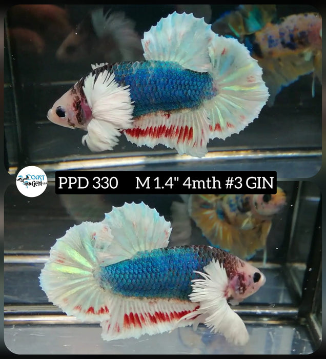 Live Male Betta Fancy Marble Dumbo Big Ear Plakat High Quality grade (PPD-330) What you see What you get