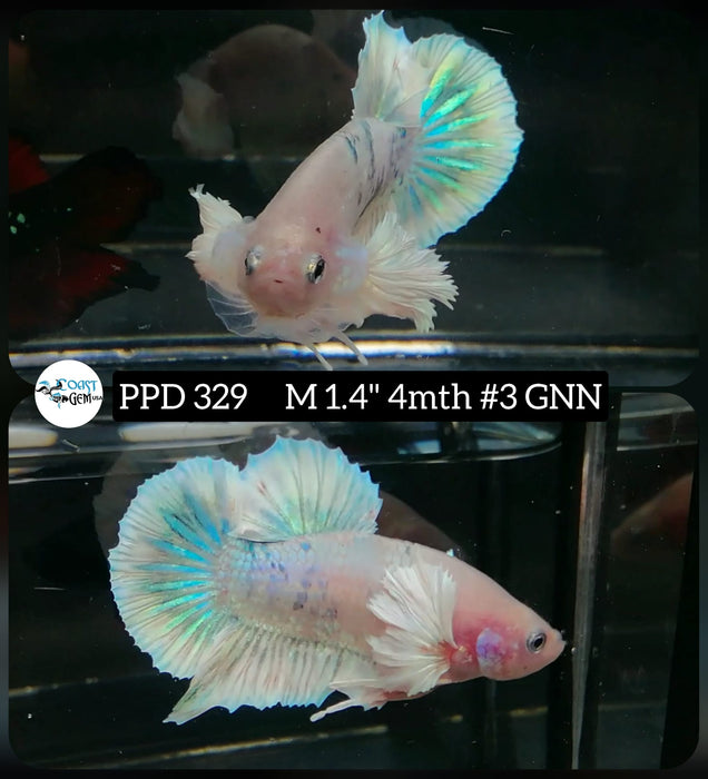 Live Male Betta Fancy Green Pastel Dumbo Plakat (PPD-329) What you see What you get