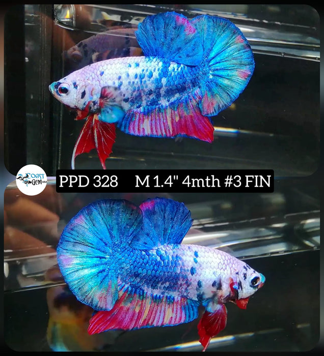 H Live Male Betta Fancy marble High Quality Grade Plakat (PPD-328) What you see What you get