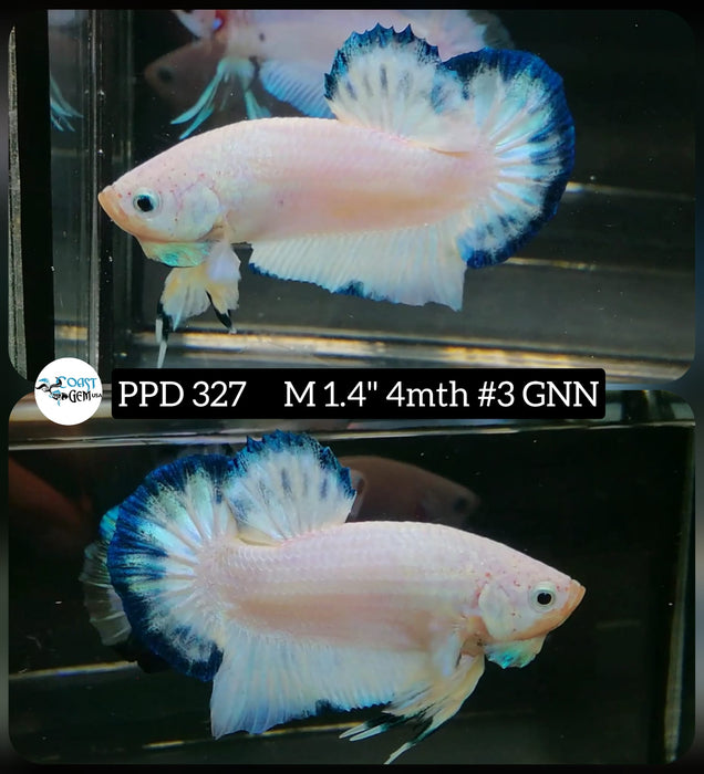 Live Male Betta Blue marble Plakat (PPD-327) What you see What you get