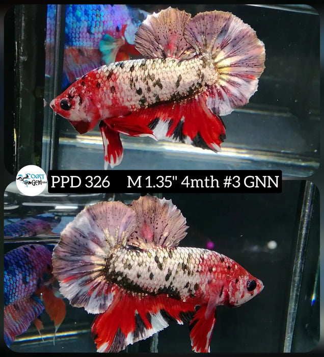 X Live Male Betta Red Copper Koi Plakat High Quality grade (PPD-326) What you see What you get