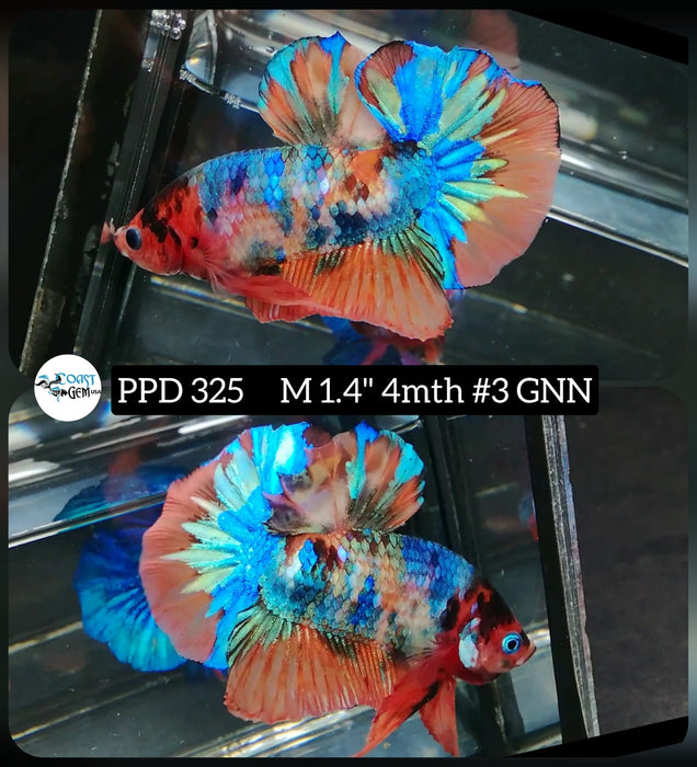 H Live Male Betta Orange Galaxy Koi Plakat High Quality grade (PPD-325) What you see What you get