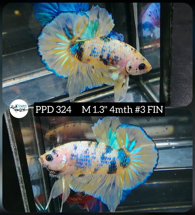 H Live Male Betta Yellow Galaxy Plakat High Quality grade (PPD-324) What you see What you get