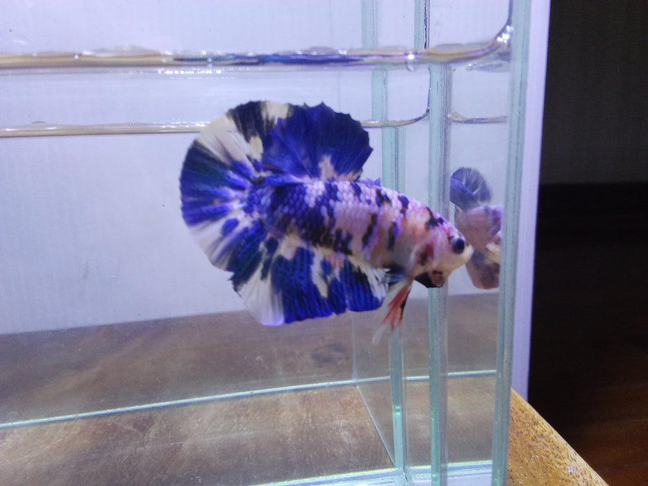 Live Freshwater Betta Male BLUE MARBLE POLKADOT PLAKAT (CBM-1038) Our Choice BUY 4 GET 1 FREE! MIX & MATCH