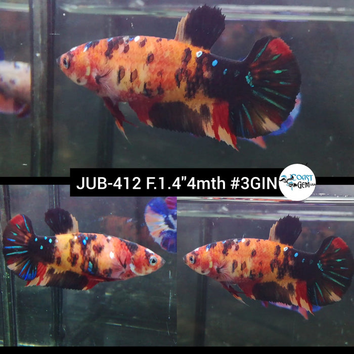 Live Female Betta Galaxy Nemo Plakat (JUB-412) What you see What you get!