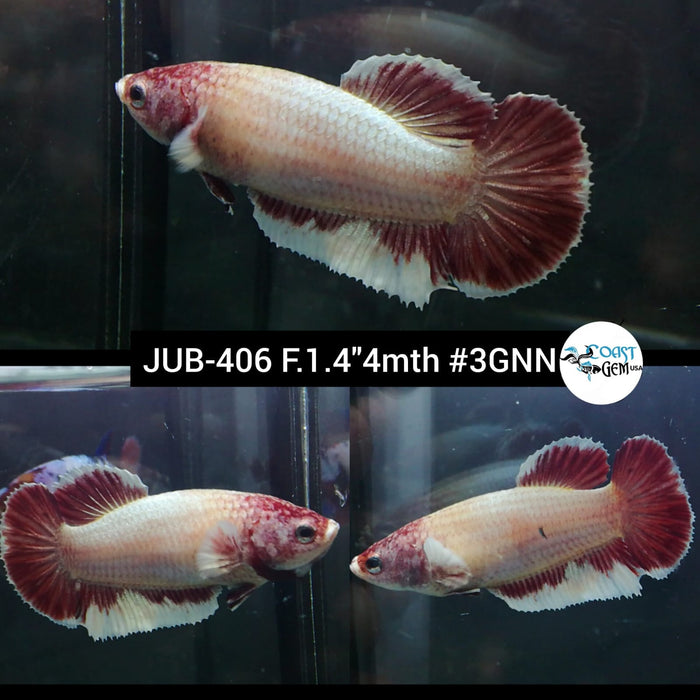 Live Female Betta Fancy marble Plakat (JUB-406) What you see What you get!