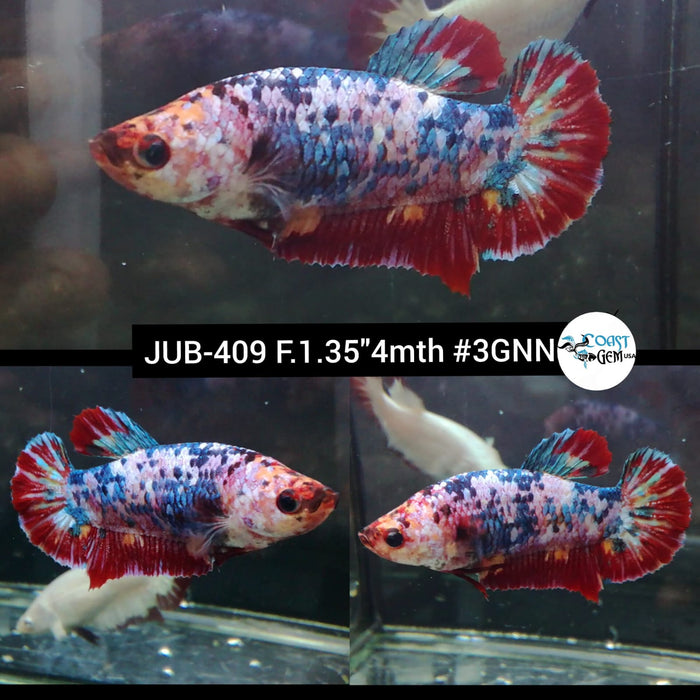 Live Female Betta Fancy Red Koi Plakat (JUB-409) What you see What you get!