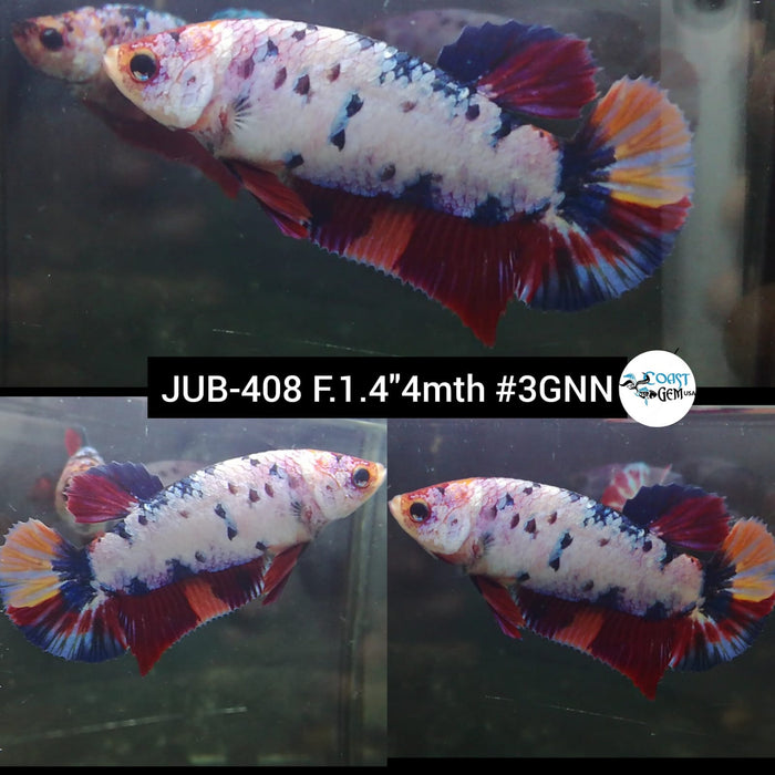 Live Female Betta Candy dot multi-colors Plakat (JUB-408) What you see What you get!