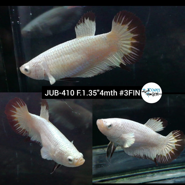 H Live Female Betta Dragon Red Snow Plakat (JUB-410) What you see What you get!