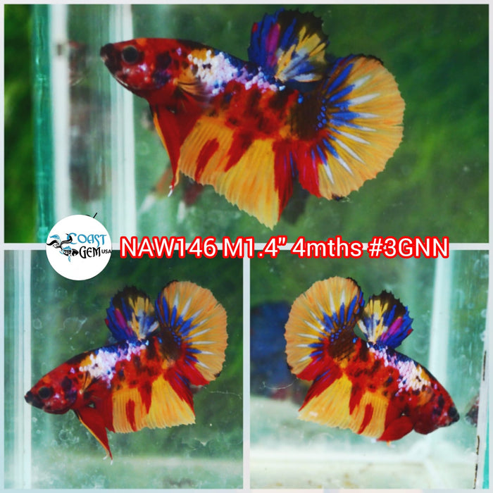 X Live Male Betta Nemo Galaxy Plakat (NAW-146) What you see What you get!