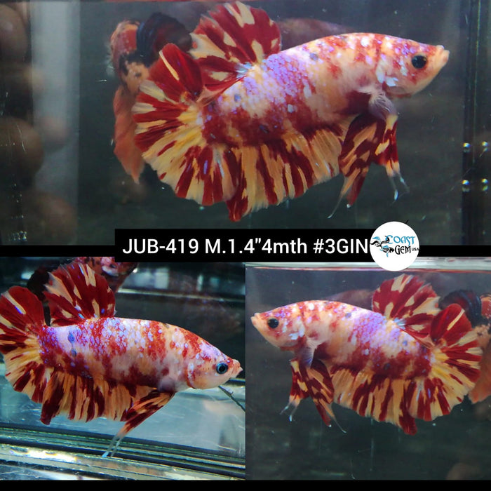 H Live Male Betta Leopard Nemo Metallic Plakat (JUB-419) What you see What you get!