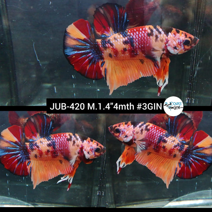 Live Male Betta Nemo Metallic Koi Plakat (JUB-420) What you see What you get!