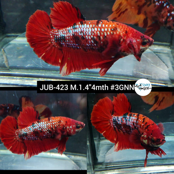 Live Male Betta Red Galaxy Koi Plakat (JUB-423) What you see What you get!