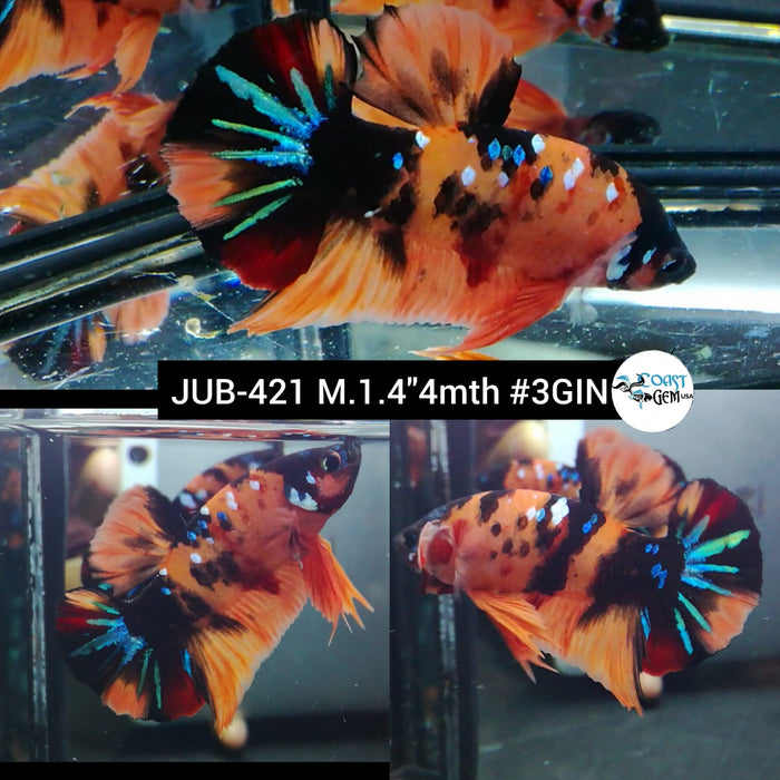 H Live Male Betta Orange Nemo Koi Plakat (JUB-421) What you see What you get!