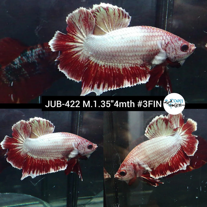 H Live Male Betta Copper Fancy Dragon Plakat (JUB-422) What you see What you get!