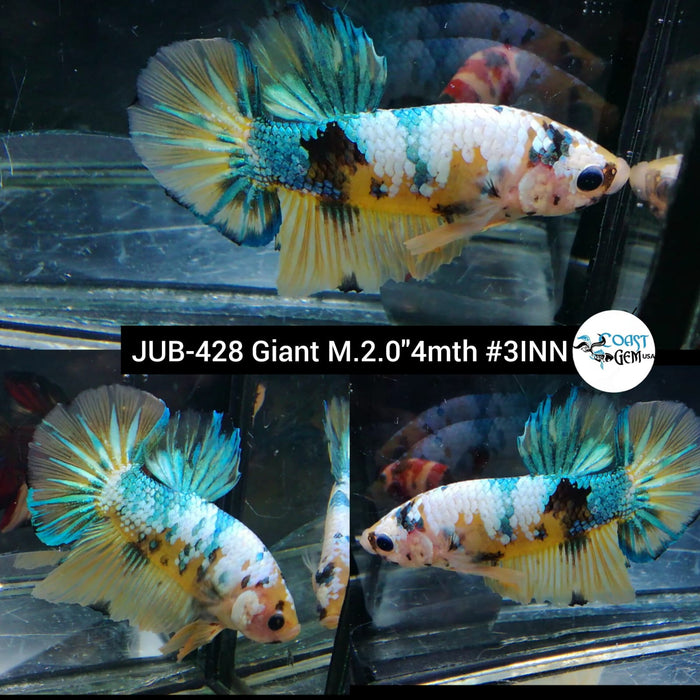 Live Male Betta Giant Galaxy Yellow Koi Plakat S142 (JUB-428) What you see What you get!