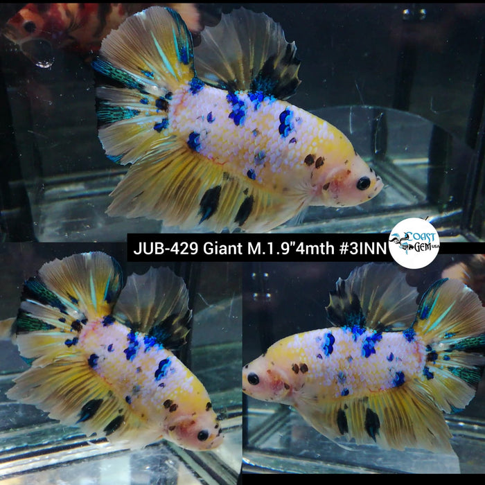 H Live Male Betta Giant Fancy Yellow Koi Plakat (JUB-429) What you see What you get!